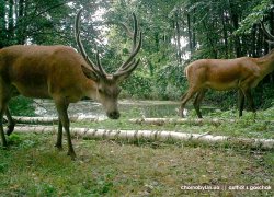 Косули, олени и лоси в Чернобылськой зоне отчуждения